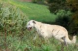 IRISH WOLFHOUND 078